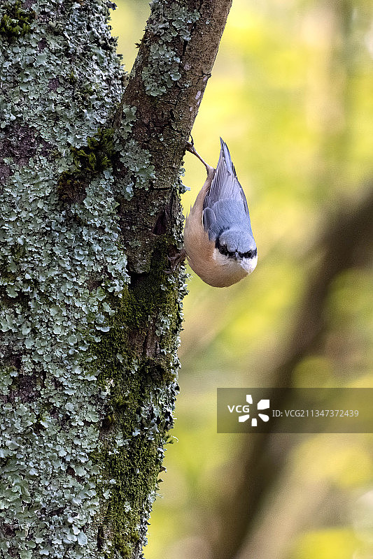 鸣禽栖息在树干上，英国东格林斯泰德图片素材