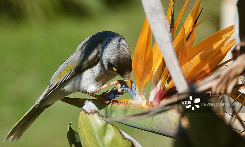 栖息在植物上的雀类鸣禽特写图片素材