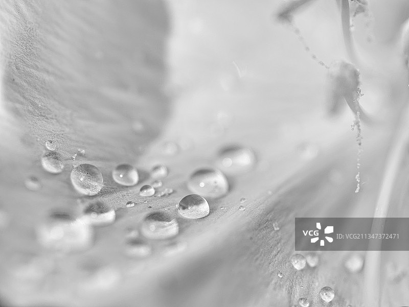 花朵上的水滴特写图片素材