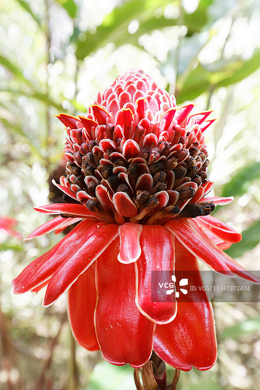 红色大丽花特写图片素材