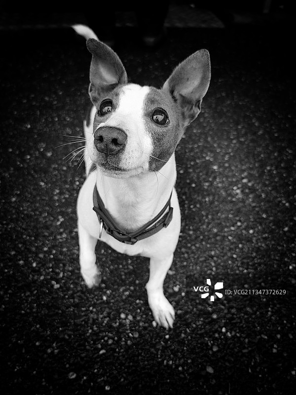 纯种犬坐在地板上的高角度照片图片素材