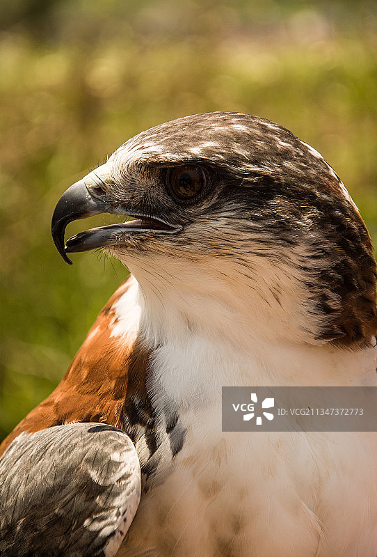 特写的鹰图片素材
