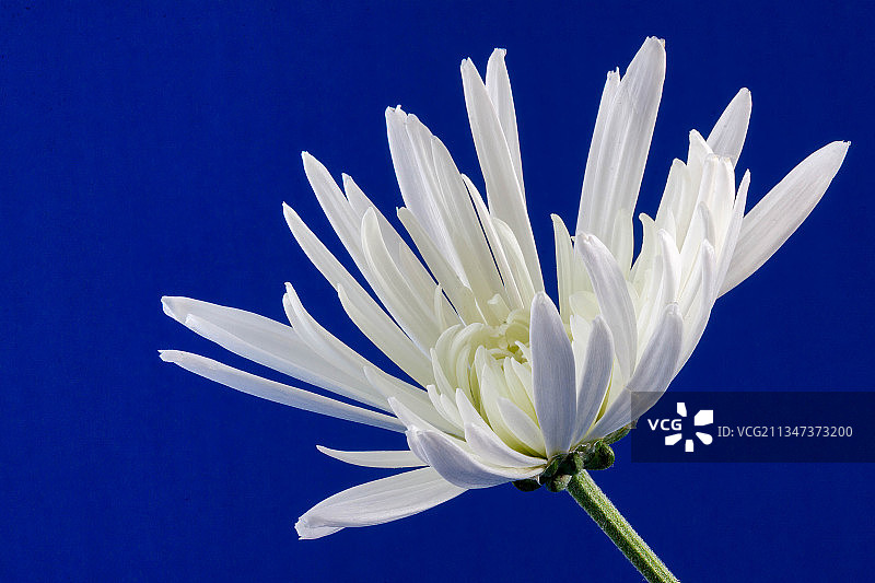 蓝色天空下的白色花朵特写，东格林斯泰德，英国图片素材