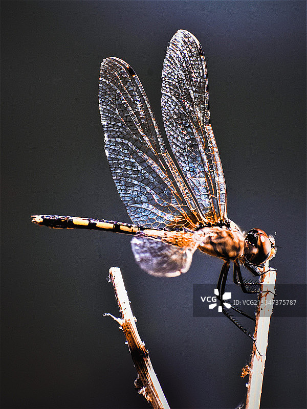 小树枝上蜻蜓的特写镜头图片素材