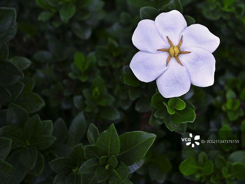 白色植物特写，北卡罗来纳州，美国图片素材