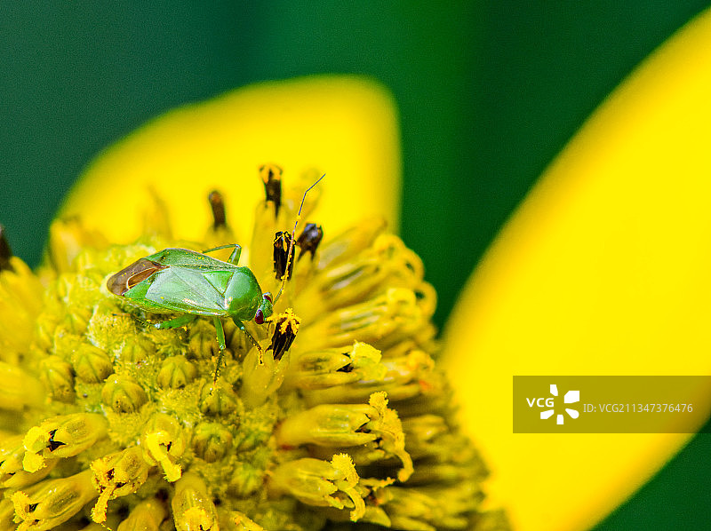 黄花上昆虫的特写镜头图片素材