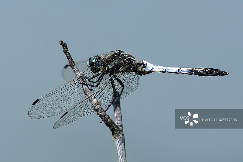 小树枝上蜻蜓的特写镜头图片素材