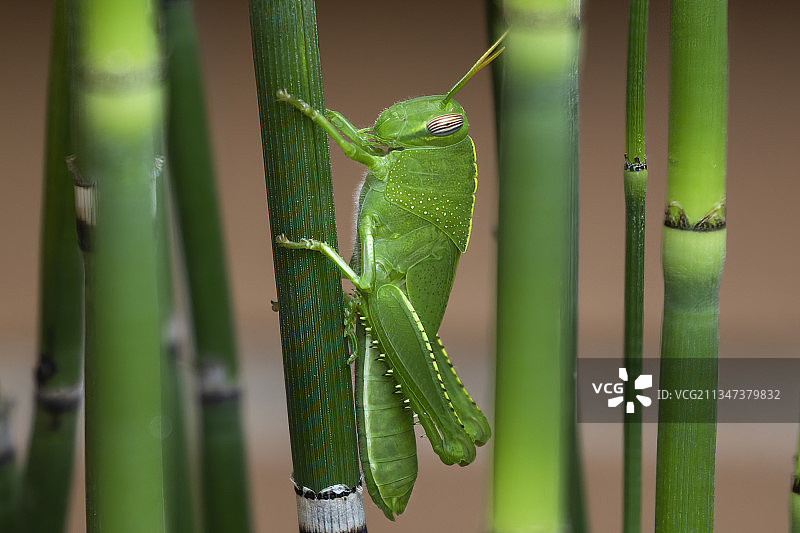 西班牙马德里Torrelodones的植物上的蚱蜢特写图片素材