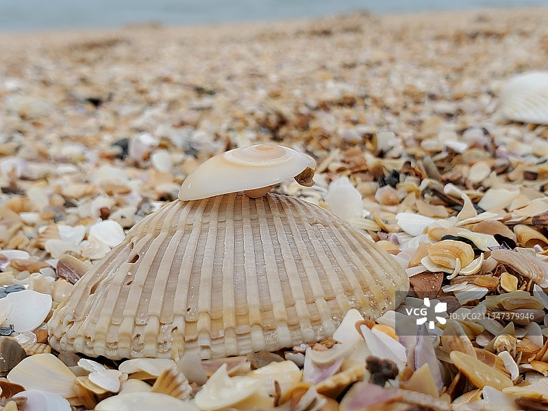 美国蓬特韦德拉海滩沙滩上的贝壳特写图片素材