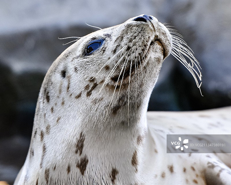 海豹在海滩上特写图片素材