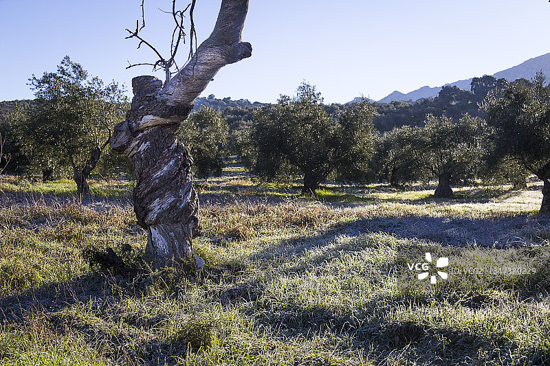 西班牙埃尔布尔戈的田野树木图片素材