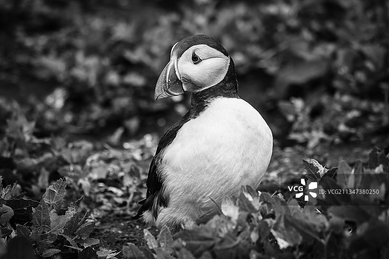 停留在田野上的鸽子的特写，法恩群岛，英国图片素材