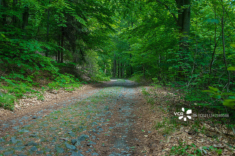 波兰卡尔科诺谢森林中的空旷道路图片素材