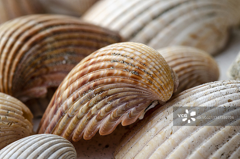 厄瓜多尔卡诺阿贝壳全画幅照片图片素材