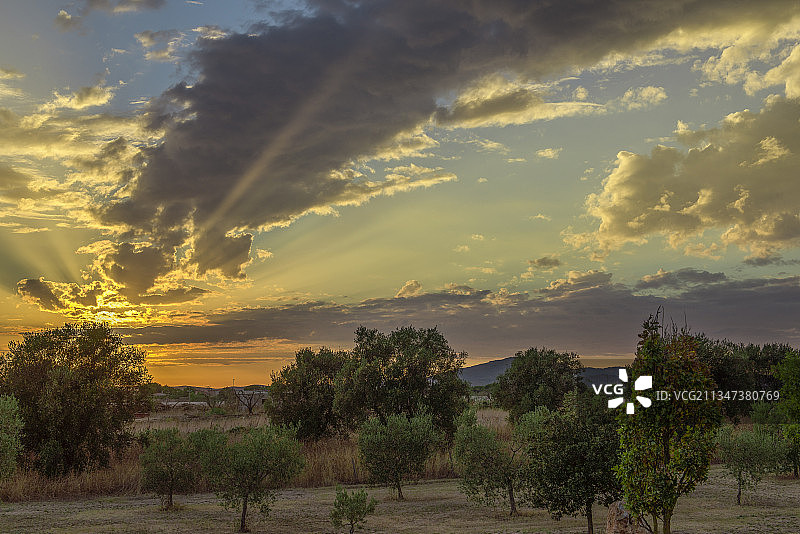 意大利格罗塞托省卡帕尔比奥日落时分的田野树木图片素材