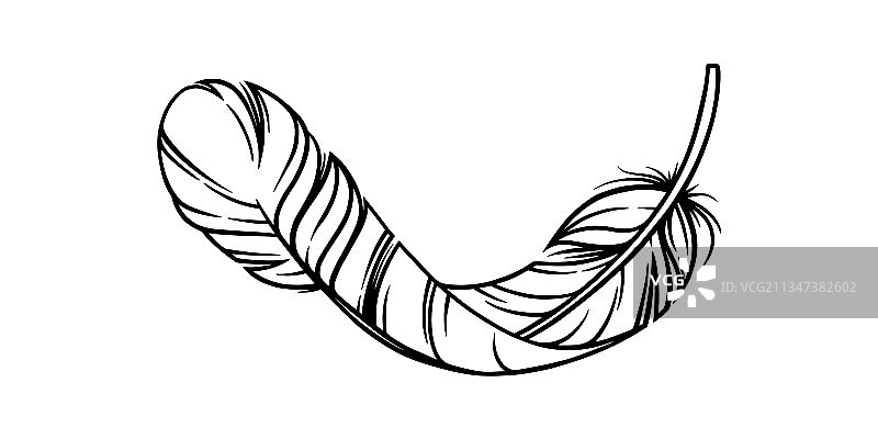 鸟羽毛素描曲线装饰羽毛图片素材