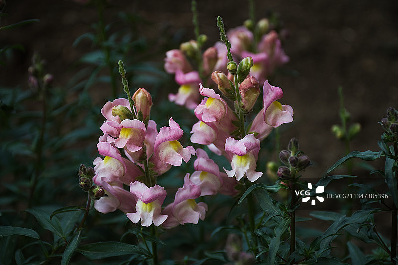 粉红色开花植物的特写图片素材