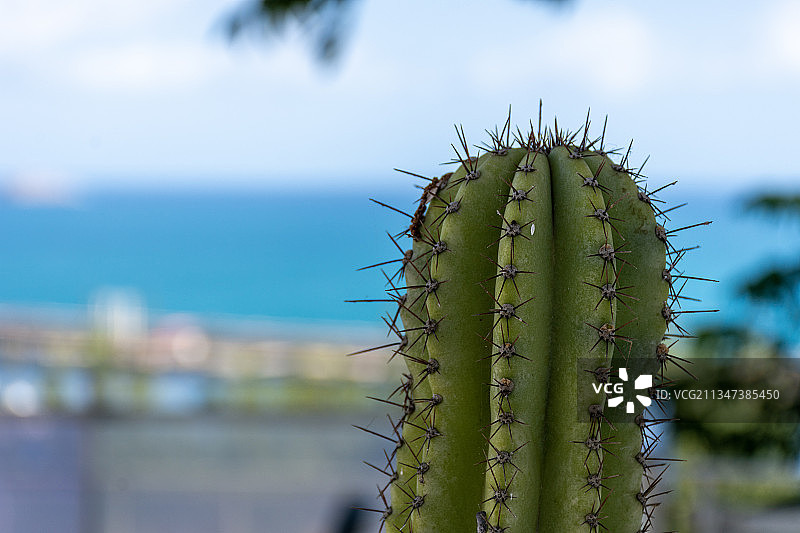 仙人掌与大海，斯基克达，阿尔及利亚图片素材