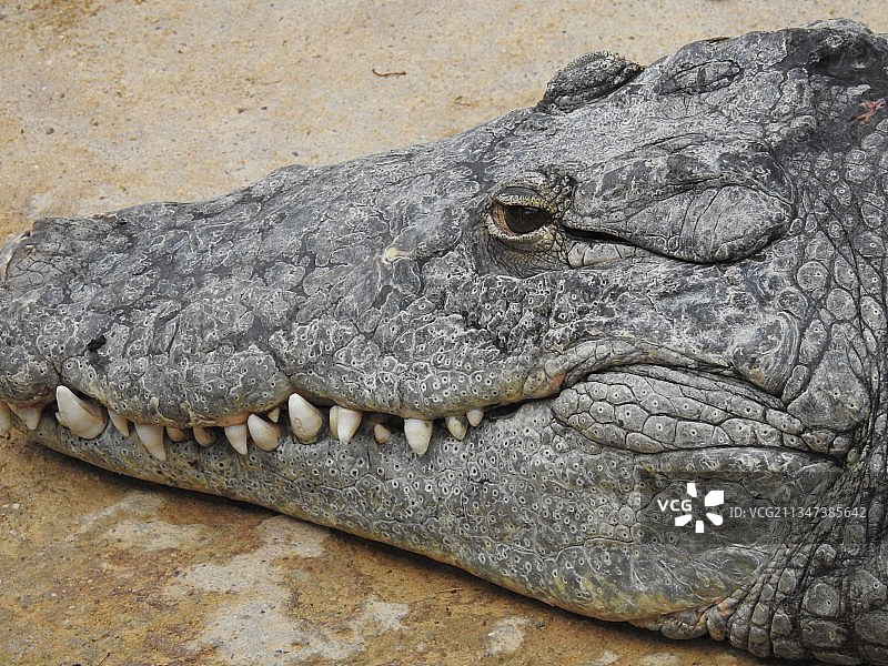 法国皮埃尔拉特湖中鳄鱼的高角度视图图片素材