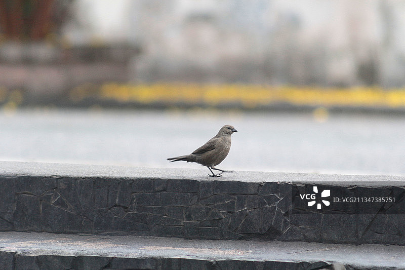 阿根廷挡土墙上栖息的歌雀鸟特写图片素材