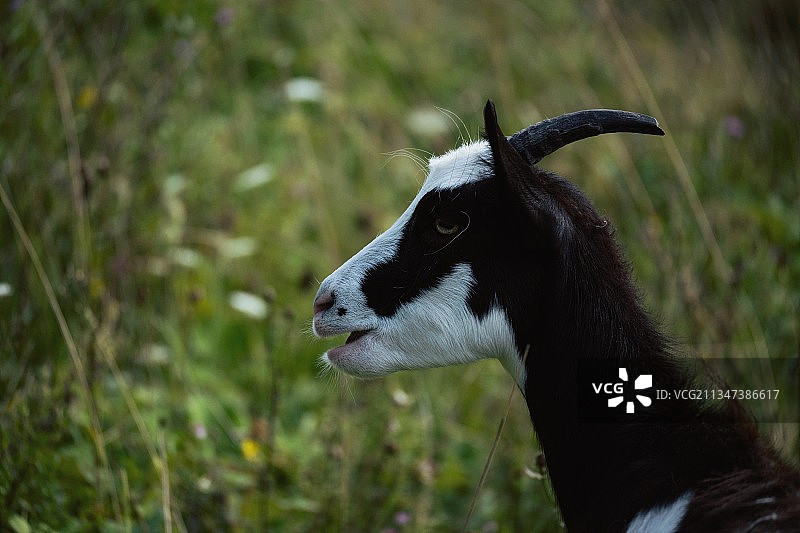 田野里的山羊特写图片素材