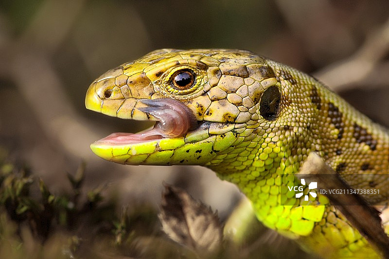 近距离观察植物上的鬣蜥图片素材
