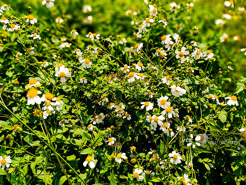 田间开花植物的特写镜头图片素材