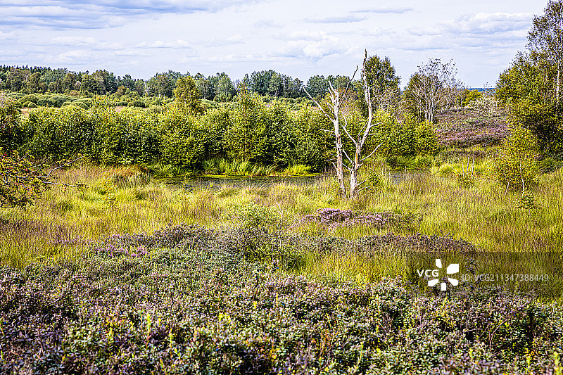 比利时马尔梅迪霍斯芬的田野树木图片素材