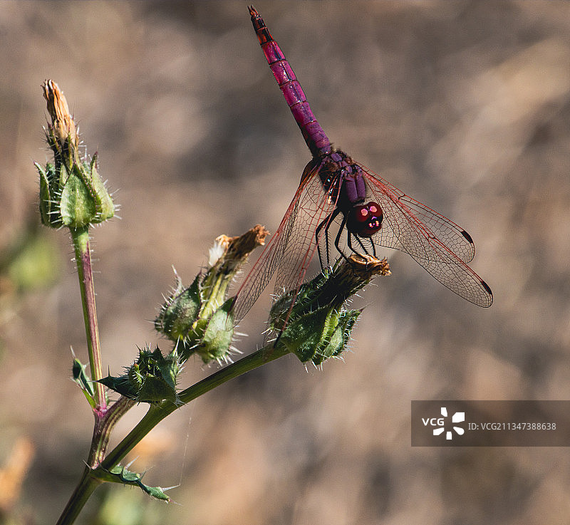葡萄牙植物上的蜻蜓特写图片素材