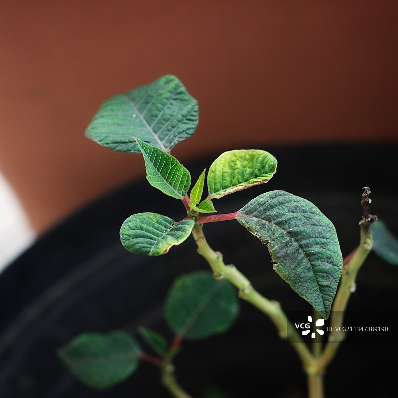 绿叶的特写图片素材