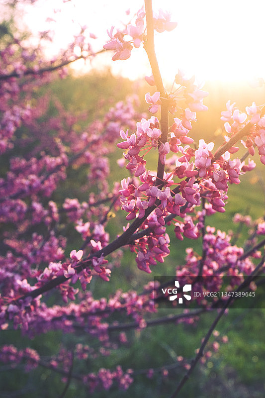 美国伊利诺伊州沃什伯恩春季粉色樱花特写图片素材