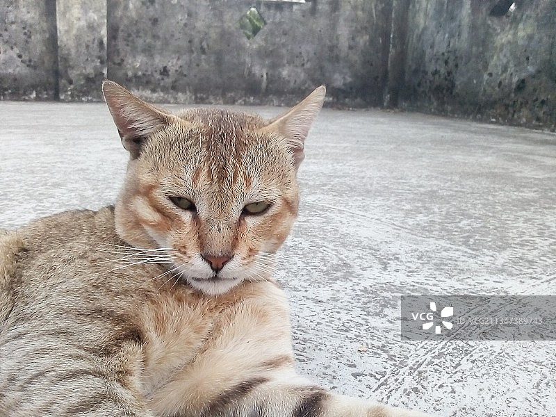 户外放松的猫咪特写图片素材