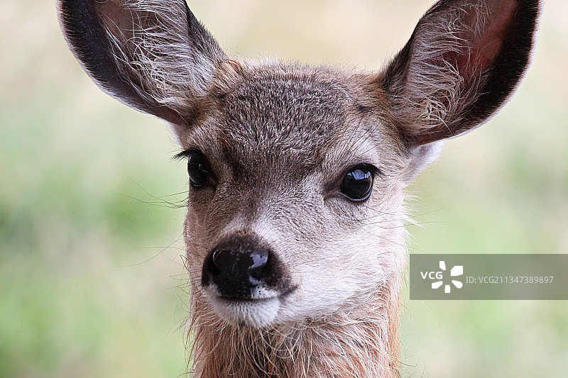 鹿的特写图片素材