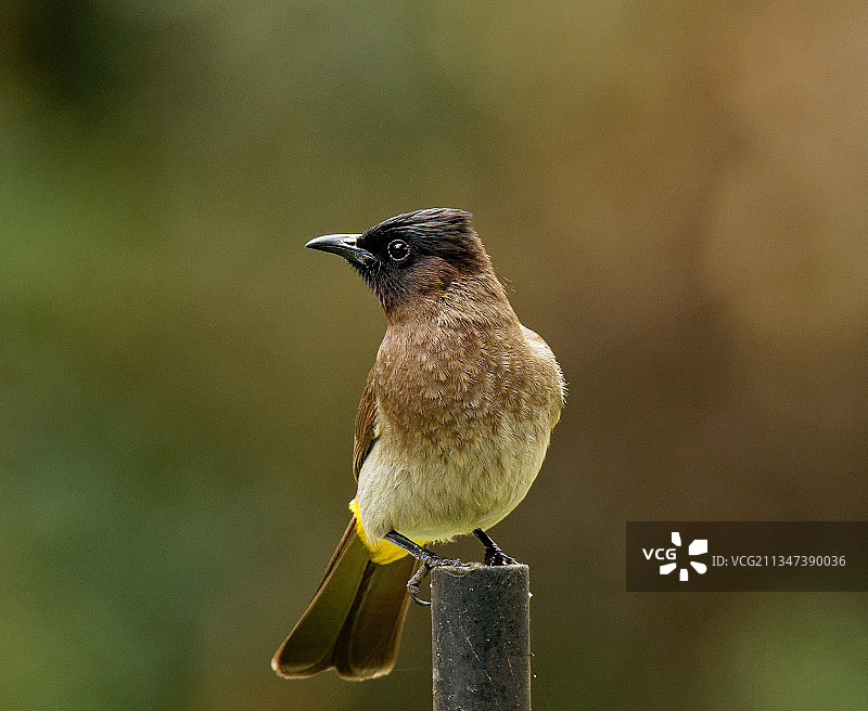 南非哈特比斯普特，栖息在木桩上的热带鸣禽特写图片素材