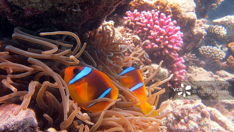 热带海水小丑鱼特写图片素材