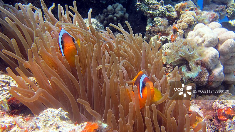 海葵鱼在海中畅游的特写图片素材