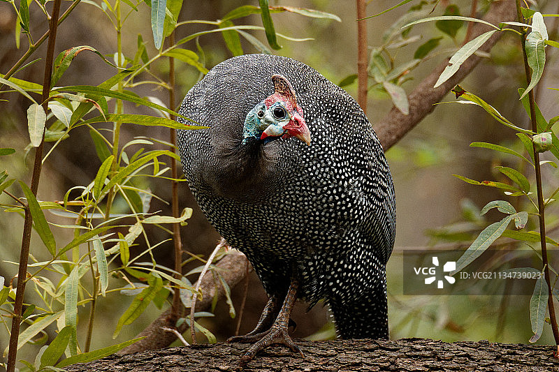 栖息在田野里的鸡特写，南非哈特比斯普特图片素材