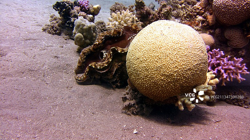 俯视角度拍摄的海中珊瑚图片素材