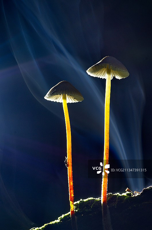 特写：俄罗斯莫斯科田野生长的蘑菇图片素材