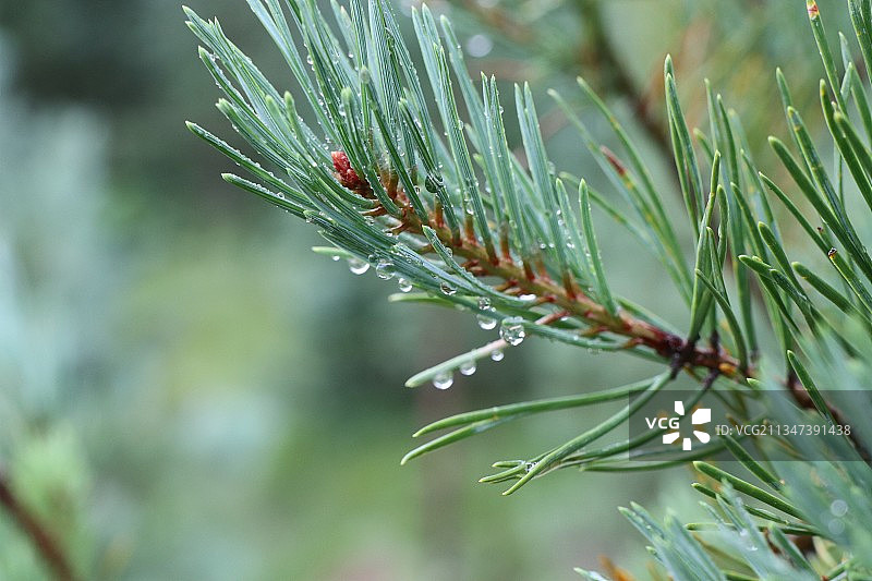 松树上的雨滴特写，英国格伦芬南图片素材