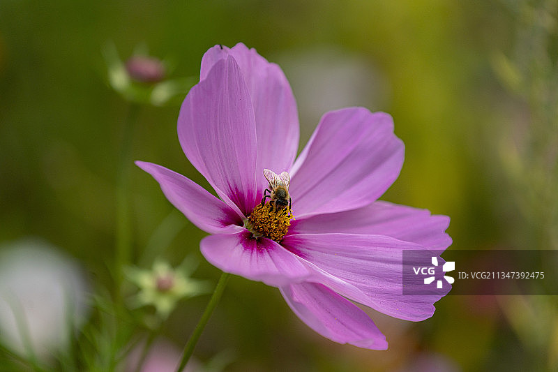 粉色波斯菊特写，日耳曼尼亚，德国图片素材