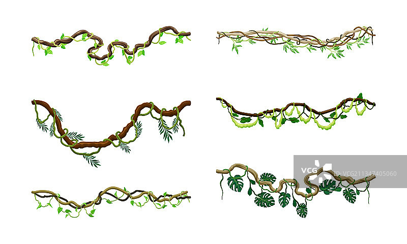 攀爬的长茎木质藤本植物图片素材