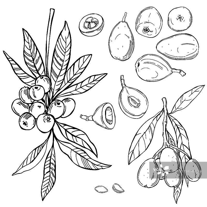 枇杷果图片素材