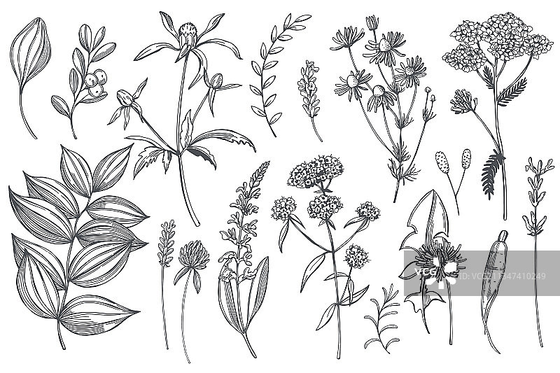 手绘药草草图图片素材