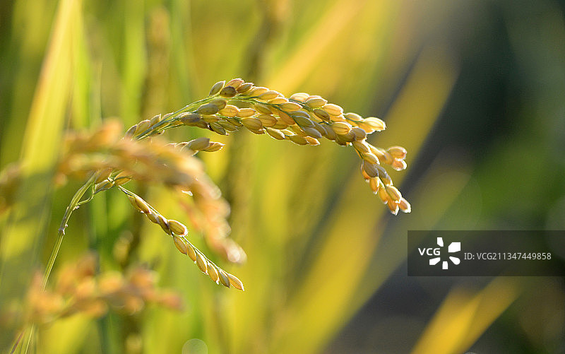 即将丰收的水稻图片素材