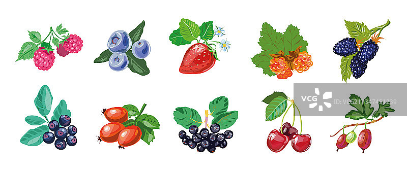 手绘写实风格浆果合集图片素材