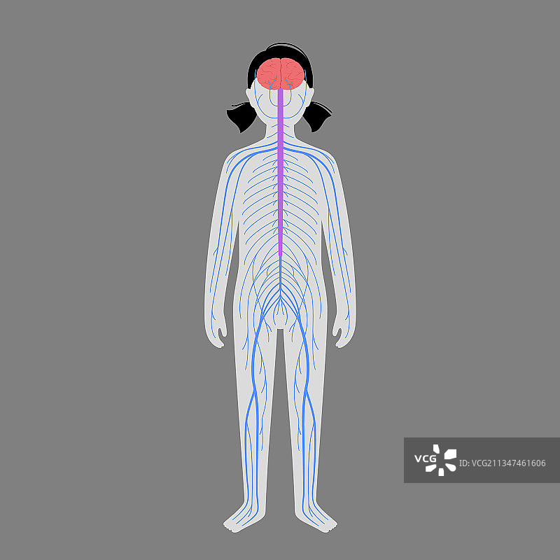 人类神经系统图片素材
