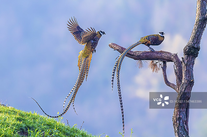 我来了（白冠长尾雉）图片素材