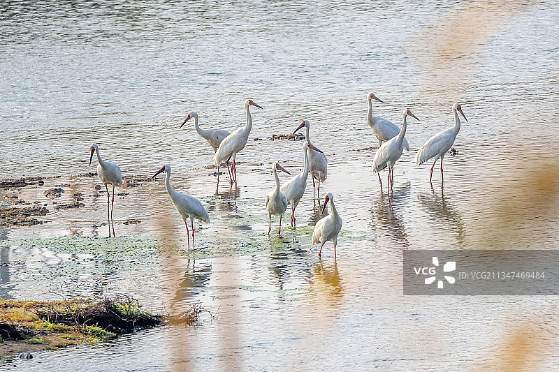 河面上的白鹤图片素材