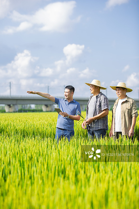 农民们和农业科学家拿着平板电脑在稻田地里沟通交流图片素材